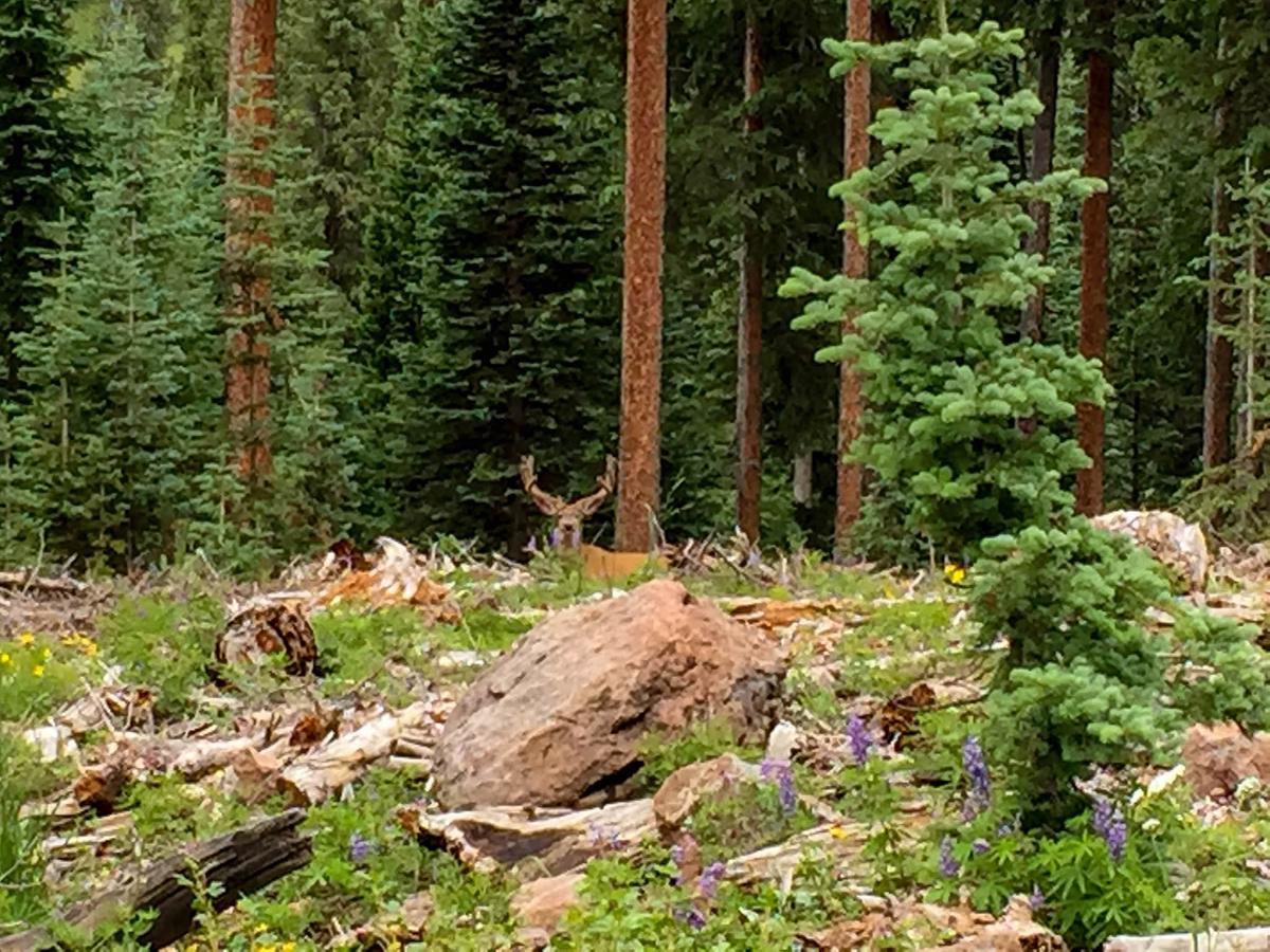 Arrowhead Mountain Cimarron